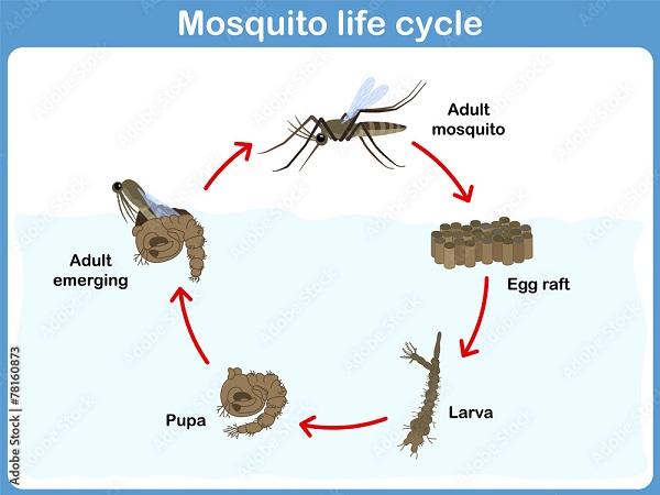 Photo of Mosquito Life Cycle